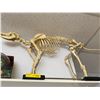 Image 1 : Dogs skeleton full body