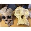 Image 1 : Upper half of Gorilla skull
