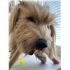 Image 2 : Dog from "Tooth Fairy" - Poseable