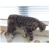 Image 1 : Generic stuffed cat