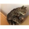 Image 2 : Generic stuffed cat
