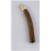 Image 4 : Ancient Fossil Walrus Penis Oosik Baculum Bone