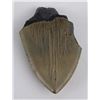 Image 4 : South Carolina Megalodon Shark Tooth Fossil
