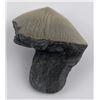 Image 5 : South Carolina Megalodon Shark Tooth Fossil