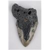 Image 1 : South Carolina Megalodon Shark Tooth Fossil