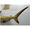 Image 5 : Trophy Taxidermy Hammerhead Shark Mount