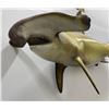 Image 6 : Trophy Taxidermy Hammerhead Shark Mount