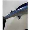 Image 5 : Gigantic Taxidermy Blue Marlin Mount 143"