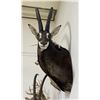 Image 1 : Trophy African Sable Antelope Taxidermy Mount