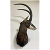Image 2 : Trophy African Sable Antelope Taxidermy Mount