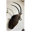 Image 3 : Trophy African Sable Antelope Taxidermy Mount