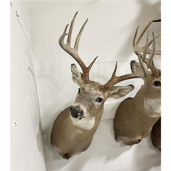 Trophy Montana Taxidermy Whitetail Deer Mount