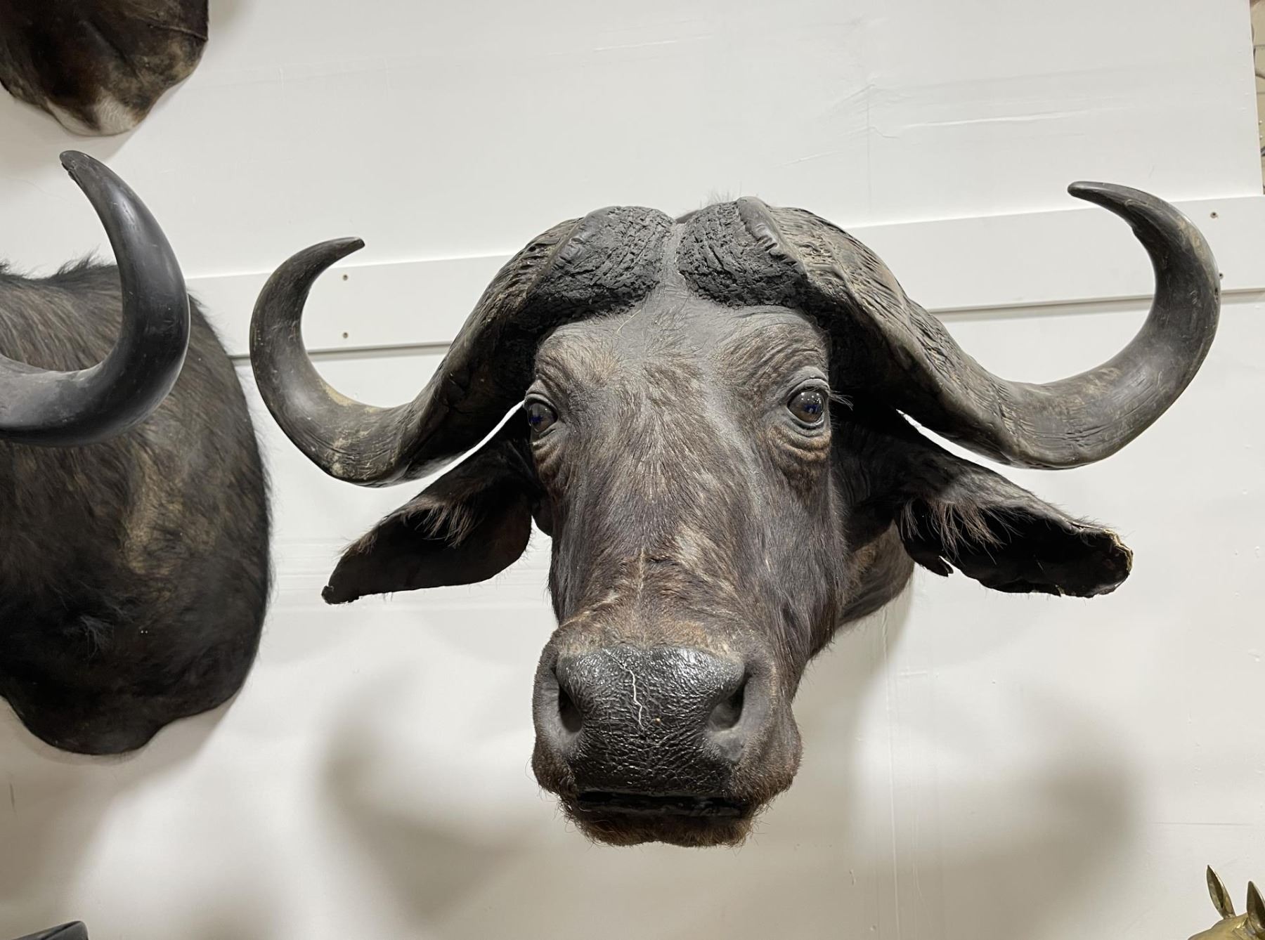 Trophy African Cape Buffalo Taxidermy Mount