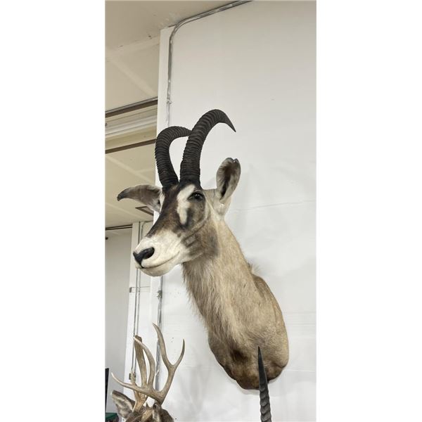 Trophy African Western Roan Taxidermy Mount