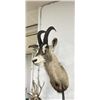 Image 1 : Trophy African Western Roan Taxidermy Mount