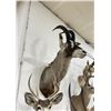 Image 2 : Trophy African Western Roan Taxidermy Mount