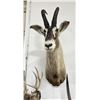 Image 3 : Trophy African Western Roan Taxidermy Mount