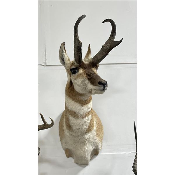 Trophy Montana Taxidermy Antelope Mount