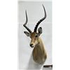 Image 1 : Trophy African Impala Taxidermy Mount