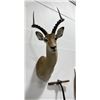 Image 2 : Trophy African Impala Taxidermy Mount