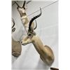 Image 3 : Trophy African Impala Taxidermy Mount