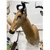 Image 1 : Trophy African Red Hartebeest Taxidermy Mount