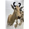 Image 2 : Trophy African Red Hartebeest Taxidermy Mount