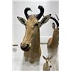 Image 3 : Trophy African Red Hartebeest Taxidermy Mount