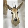 Image 1 : Trophy African Grey Duiker Taxidermy Mount