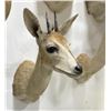 Image 2 : Trophy African Grey Duiker Taxidermy Mount