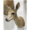 Image 3 : Trophy African Grey Duiker Taxidermy Mount