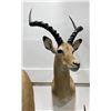 Image 1 : Trophy African Impala Taxidermy Mount