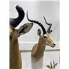 Image 2 : Trophy African Impala Taxidermy Mount