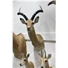 Image 3 : Trophy African Impala Taxidermy Mount