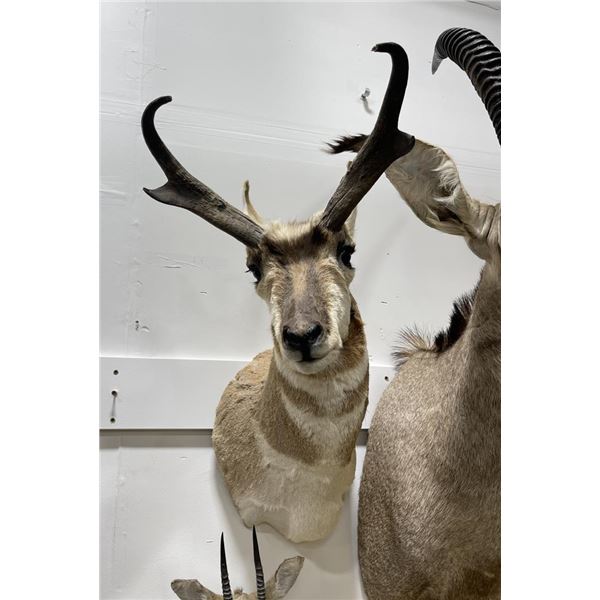 Trophy Montana Taxidermy Antelope Mount