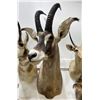 Image 1 : Trophy African Western Roan Taxidermy Mount