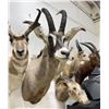 Image 2 : Trophy African Western Roan Taxidermy Mount