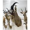 Image 3 : Trophy African Western Roan Taxidermy Mount