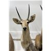 Image 1 : Trophy African Southern Reedbuck Taxidermy Mount