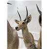 Image 2 : Trophy African Southern Reedbuck Taxidermy Mount