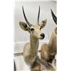 Image 3 : Trophy African Southern Reedbuck Taxidermy Mount