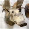 Image 1 : Trophy African Bush Pig Taxidermy Mount