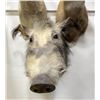 Image 2 : Trophy African Bush Pig Taxidermy Mount