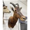 Image 1 : Trophy African Red Hartebeest Taxidermy Mount