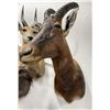 Image 2 : Trophy African Red Hartebeest Taxidermy Mount