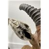 Image 3 : Trophy African Red Hartebeest Taxidermy Mount