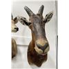 Image 4 : Trophy African Red Hartebeest Taxidermy Mount