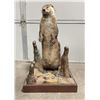 Image 1 : Unusual Taxidermy Otter Mount