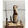Image 4 : Unusual Taxidermy Otter Mount