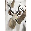 Image 1 : Trophy African Kudu Taxidermy Mount